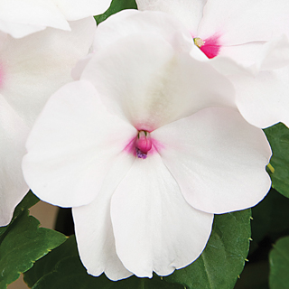 Бальзамин Уоллера (Impatiens walleriana)