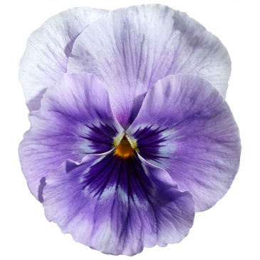 Виола Виттрока (Viola wittrockiana) Виола Виттрока (Viola wittrockiana)