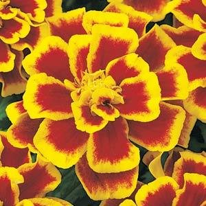 Бархатцы отклоненные (Tagetes patula) Бархатцы отклоненные (Tagetes patula)