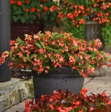 Бегония гибридная ампельная (зеленая листва) (Begonia hybrida) Бегония гибридная ампельная (зеленая листва) (Begonia hybrida)