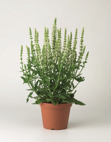 Шалфей превосходный (Salvia superba)