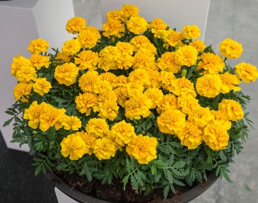 Бархатцы отклоненные (Tagetes patula)