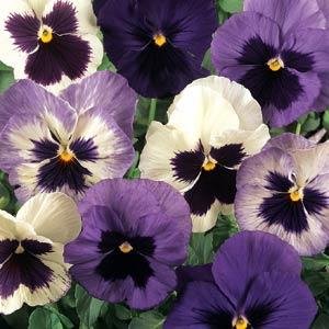 Виола виттрока (Viola wittrockiana) Виола виттрока (Viola wittrockiana)