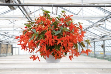 Бегония боливийская ампельная (Begonia boliviensis x hybrida)