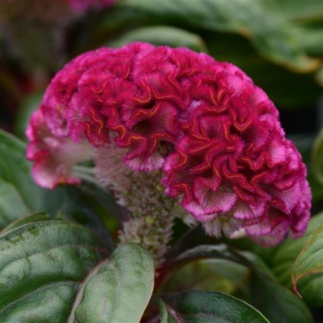 Целозия гребенчатая (Celosia cristata)