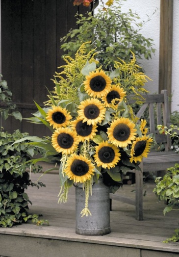 Подсолнечник летний (Helianthus annuus)