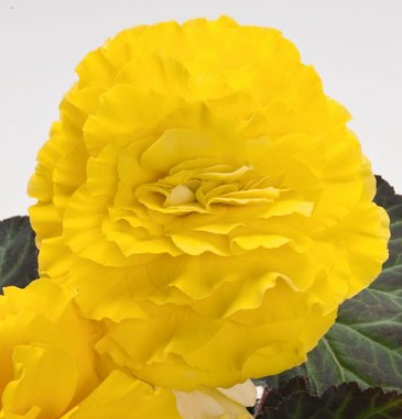 Бегония клубневая махровая (Begonia tuberhybrida)