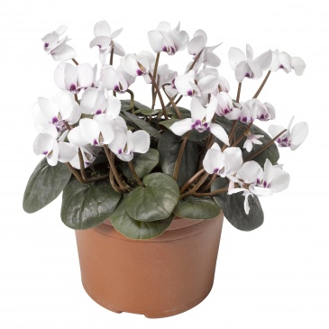 Цикламен косский (Cyclamen coum) Цикламен косский (Cyclamen coum)