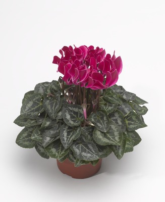 Цикламен персидский (Cyclamen persicum)