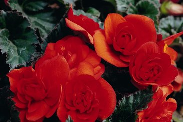 Бегония клубневая махровая (Begonia tuberhybrida)