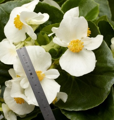 Бегония гибридная (зеленая листва) (Begonia hybrida)