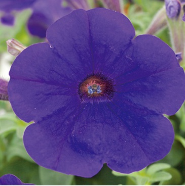 Петуния ампельная гибридная (Petunia х hybrida)