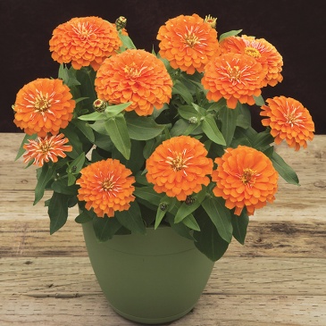 Цинния изящная (Zinnia elegans) Цинния изящная (Zinnia elegans)