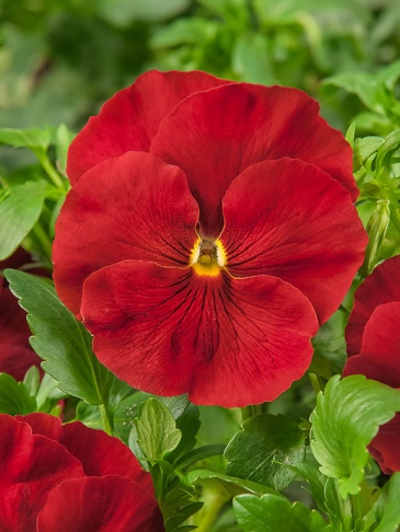 Виола Виттрока (Viola wittrockiana) Виола Виттрока (Viola wittrockiana)
