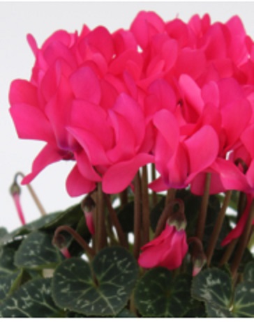 Цикламен персидский (Cyclamen persicum)