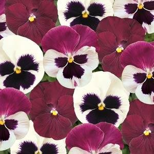 Виола виттрока (Viola wittrockiana) Виола виттрока (Viola wittrockiana)
