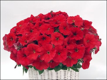 Петуния ампельная гибридная (Petunia x hybrida)