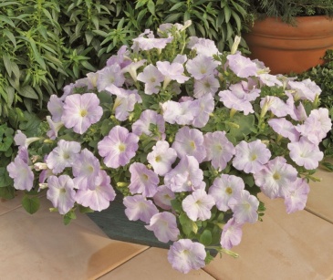 Петуния ампельная гибридная (Petunia x hybrida)