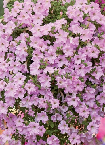 Петуния ампельная гибридная (Petunia x hybrida)