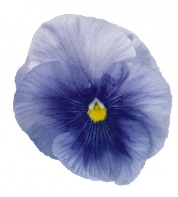 Виола виттрока (Viola wittrockiana) Виола виттрока (Viola wittrockiana)