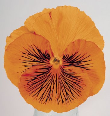 Виола виттрока (Viola wittrockiana) Виола виттрока (Viola wittrockiana)