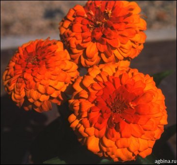 Цинния изящная (Zinnia elegans)