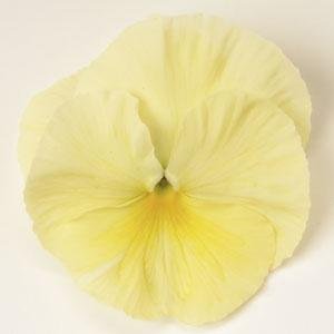 Виола виттрока (Viola wittrockiana) Виола виттрока (Viola wittrockiana)