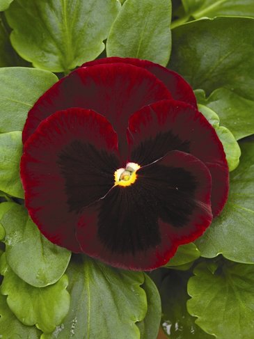 Виола Виттрока (Viola wittrockiana)