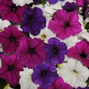 Петуния ампельная гибридная (Petunia х hybrida)