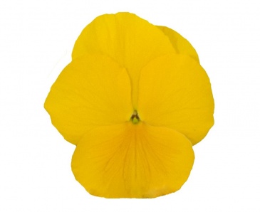 Виола Виттрока (Viola wittrockiana) Виола Виттрока (Viola wittrockiana)
