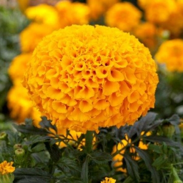 Бархатцы прямостоячие (Tagetes erecta) Бархатцы прямостоячие (Tagetes erecta)