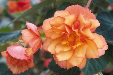 Бегония клубневая махровая ампельная (Begonia tuberhybrida) Бегония клубневая махровая ампельная (Begonia tuberhybrida)