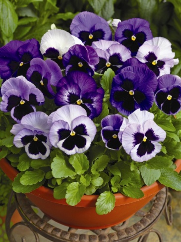 Виола Виттрока (Viola wittrockiana) Виола Виттрока (Viola wittrockiana)