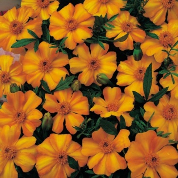 Бархатцы отклоненные (Tagetes patula) Бархатцы отклоненные (Tagetes patula)