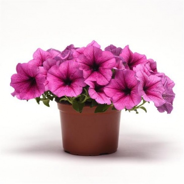 Петуния ампельная гибридная (Petunia х hybrida)