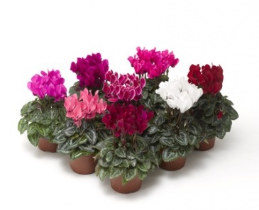 Цикламен персидский (Cyclamen persicum)