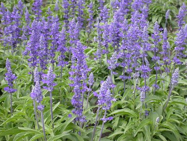 Шалфей мучнистый (Salvia farinacea)