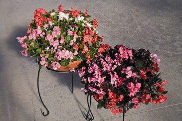 Бегония вечноцветущая (зеленая и бронзовая листва) (Begonia semperflorens)