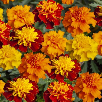 Бархатцы отклоненные (Tagetes patula) Бархатцы отклоненные (Tagetes patula)