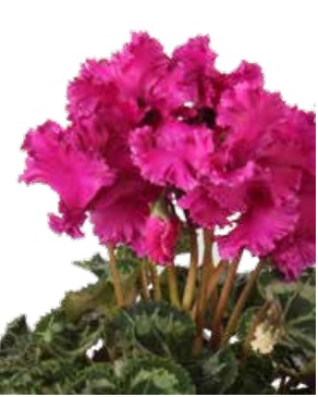 Цикламен персидский (Cyclamen persicum)