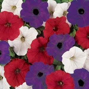 Петуния ампельная гибридная (Petunia х hybrida) Петуния ампельная гибридная (Petunia х hybrida)