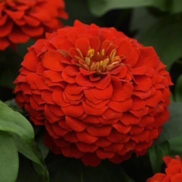 Цинния изящная (Zinnia elegans) Цинния изящная (Zinnia elegans)