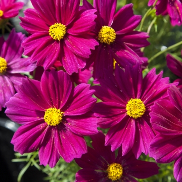 Космея дваждыперистая (Cosmos bipinnatus)
