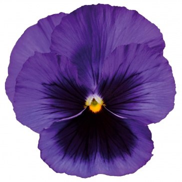 Виола Виттрока (Viola wittrockiana) Виола Виттрока (Viola wittrockiana)