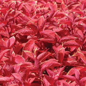 Колеус гибридный (Coleus х hybrida) Колеус гибридный (Coleus х hybrida)