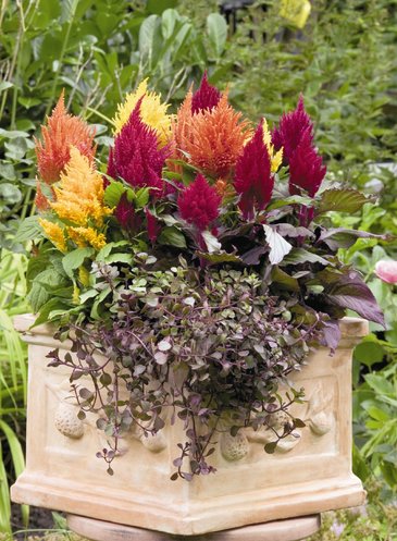 Целозия метельчатая (Celosia plumosa)