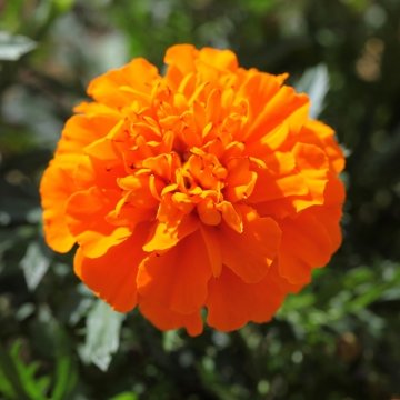 Бархатцы отклоненные (Tagetes patula)
