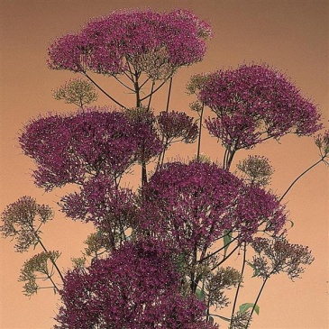 Трахелиум синий (Trachelium caeruleum)