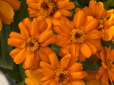Цинния изящная (Zinnia elegans) Цинния изящная (Zinnia elegans)