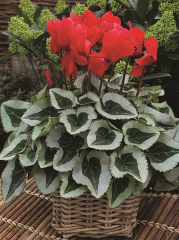 Цикламен персидский (Cyclamen persicum)